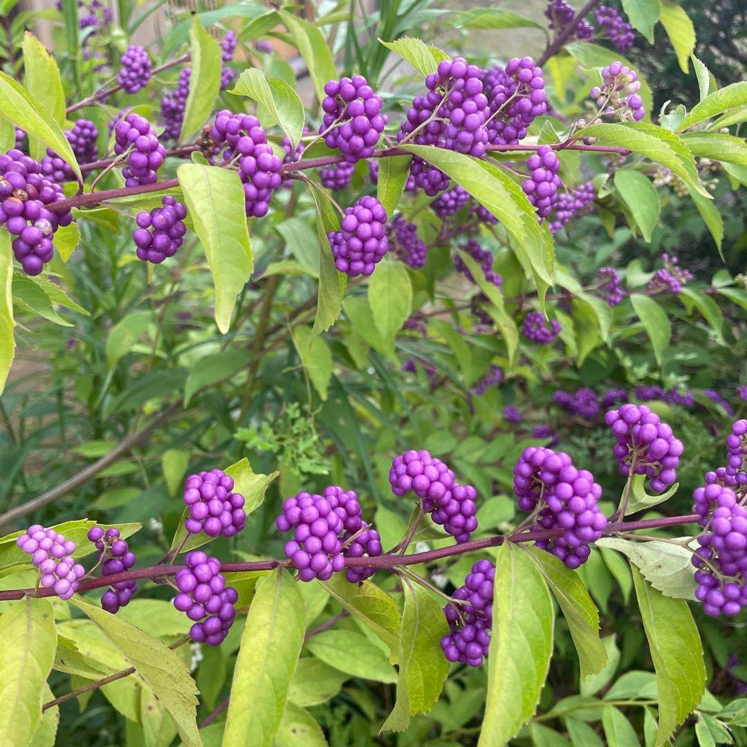 3 Purple Beautyberry Bush Shrub Plants Live, 4 to 7 Inc Tall, American Beautyberry Trees Live Plants for Growing Outdoor or Indoor