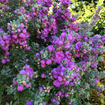 4 Fragrant Sage Salvia Live Plants, Planting in Spring Sage Plants Live, 5 to 10 Inches in Tall, Change Color (Texas)
