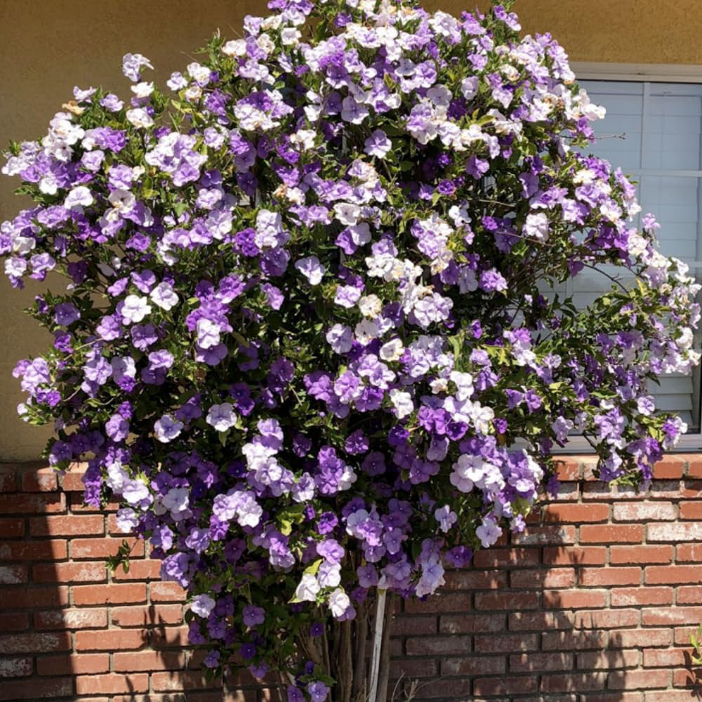 3 Yesterday Today Tomorrow Live Plants, 4 to 7 Inc Long, Brunfelsia Plants for Growing Indoor or Outdoor Gardening