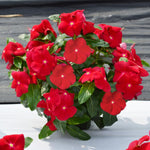 2 Assorted Vinca Plants Live, Vinca Flower Plant, 4 Inc Pot, Ground Cover Plant Live, 4 to 6 Inches in Height