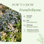 3 French Thyme Plant, Thyme Herb Planting Indoor Outdoor, 4-6 Inches Tall