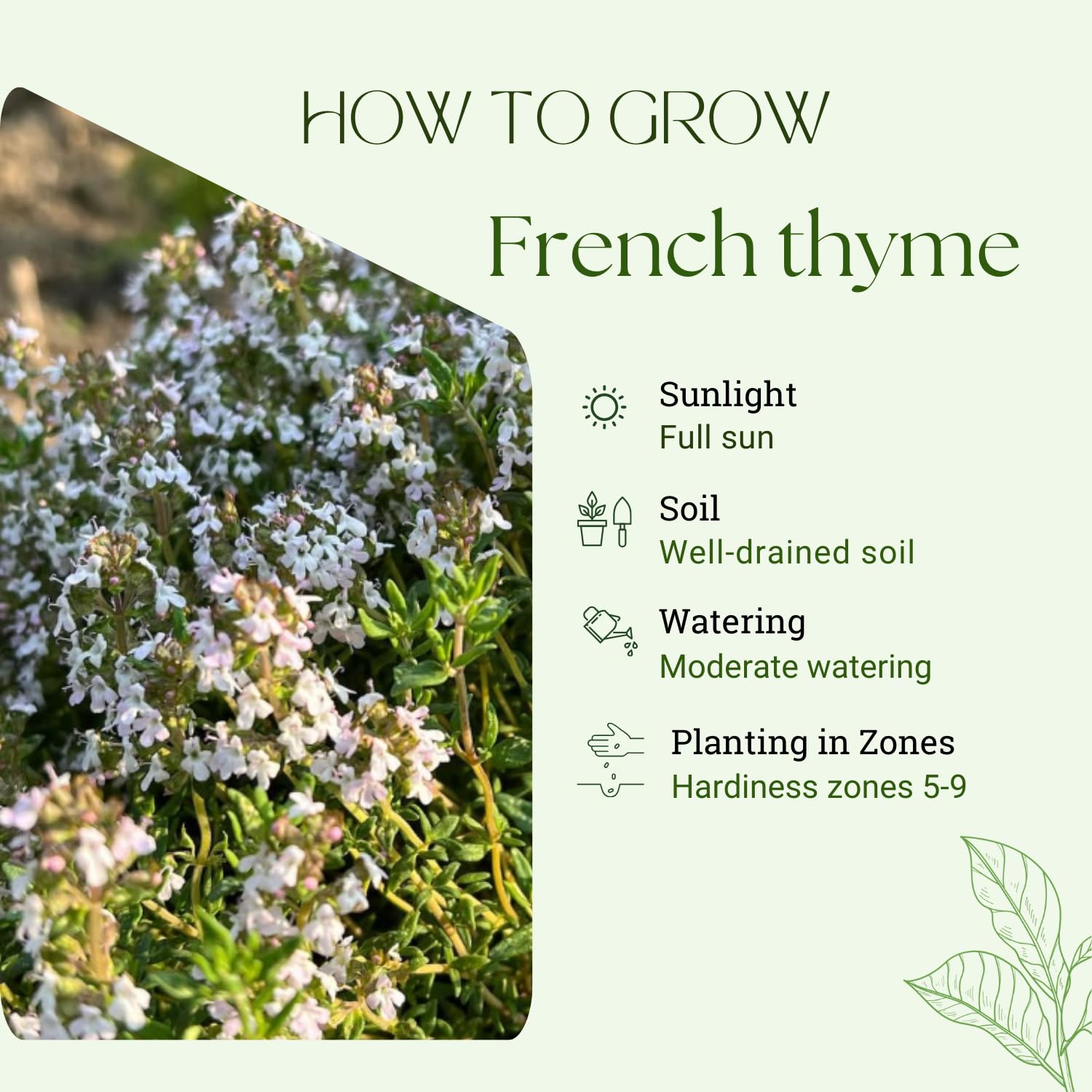 3 French Thyme Plant, Thyme Herb Planting Indoor Outdoor, 4-6 Inches Tall