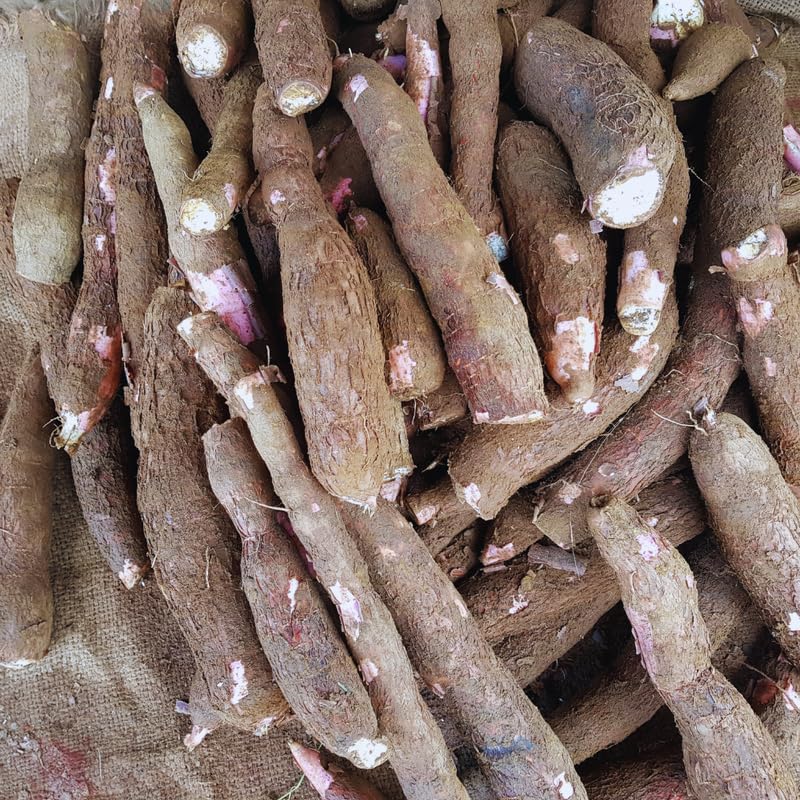 Set 10 Cassava Cuttings for Planting, 6 to 9 Inches Long, Cassava Plant Live Cuttings for Growing Outdoor Indoor
