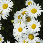 White Daisy Plant, 2-5 Inch Tall Daisies Starter Plants, Hardy Daisy Flowering Perennial for Outdoor Garden, Starter Plant in Soil, No Pot