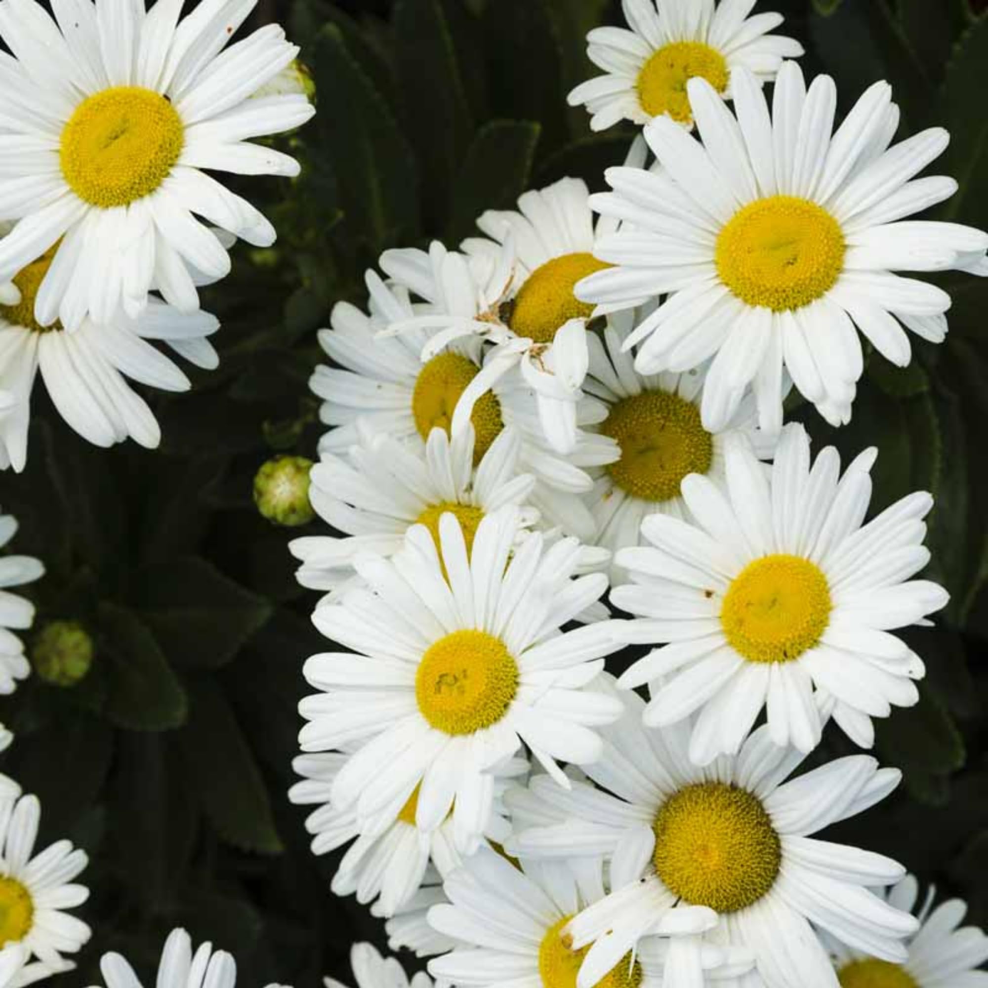 White Daisy Plant, 2-5 Inch Tall Daisies Starter Plants, Hardy Daisy Flowering Perennial for Outdoor Garden, Starter Plant in Soil, No Pot