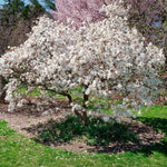 Star Magnolia Tree Live Plant in 1 Gallon Pot, 1-2 Feet Tall, 2 Years Old Well-Rooted Tree, Cold Hardy, Magnolia Shrub for Spring Planting, Fast-Growing
