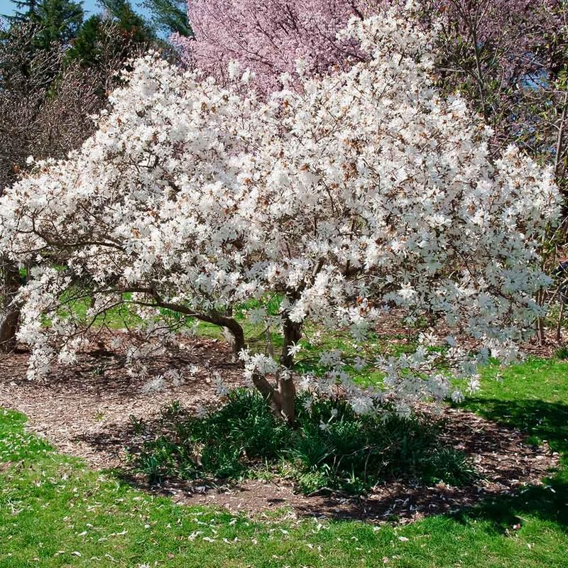 Star Magnolia Tree Live Plant in 1 Gallon Pot, 1-2 Feet Tall, 2 Years Old Well-Rooted Tree, Cold Hardy, Magnolia Shrub for Spring Planting, Fast-Growing