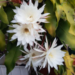 Night Blooming Epiphyllum Oxypetalum Plant Live, 4 to 6 Inc Tall, Succulents Plant Live