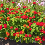 4 Colorful Perennial Lantana Trees Live Plants, Random Blooms, Hardy and Long Blooming Seasons, Fragrant, 5-10" in Tall, Full Sun Growing