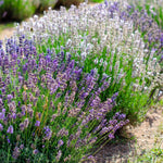 Pack 4 Lavender Plants Live, Lavandula Perennial Plants, 4-8" Height, Fragrant Perennial Flowers, No Pot (Mix Lavender)
