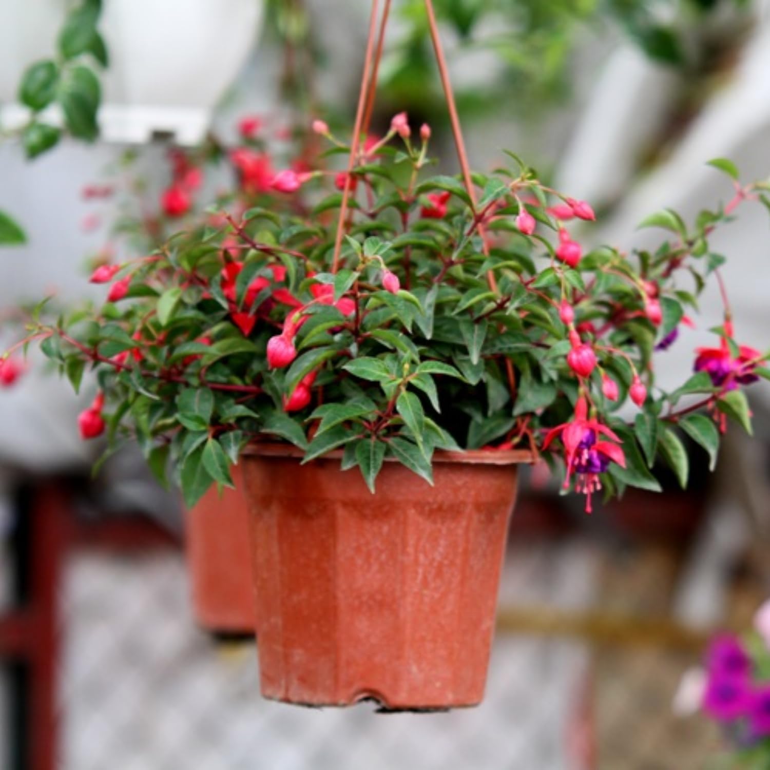 Set of 2 Fuchsia Plants Live, Purple Flower Fuchsia Plant, 4 to 6 Inches Tall, No Potted, Indoor Outdoor Gardening