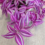 Pink Wandering Jew Live Plant, Tradescantia Pink Plant Live, Rare Variegated Houseplant, 4-7 Inches Tall, 3.25 Inch Pot for Indoor Houseplant