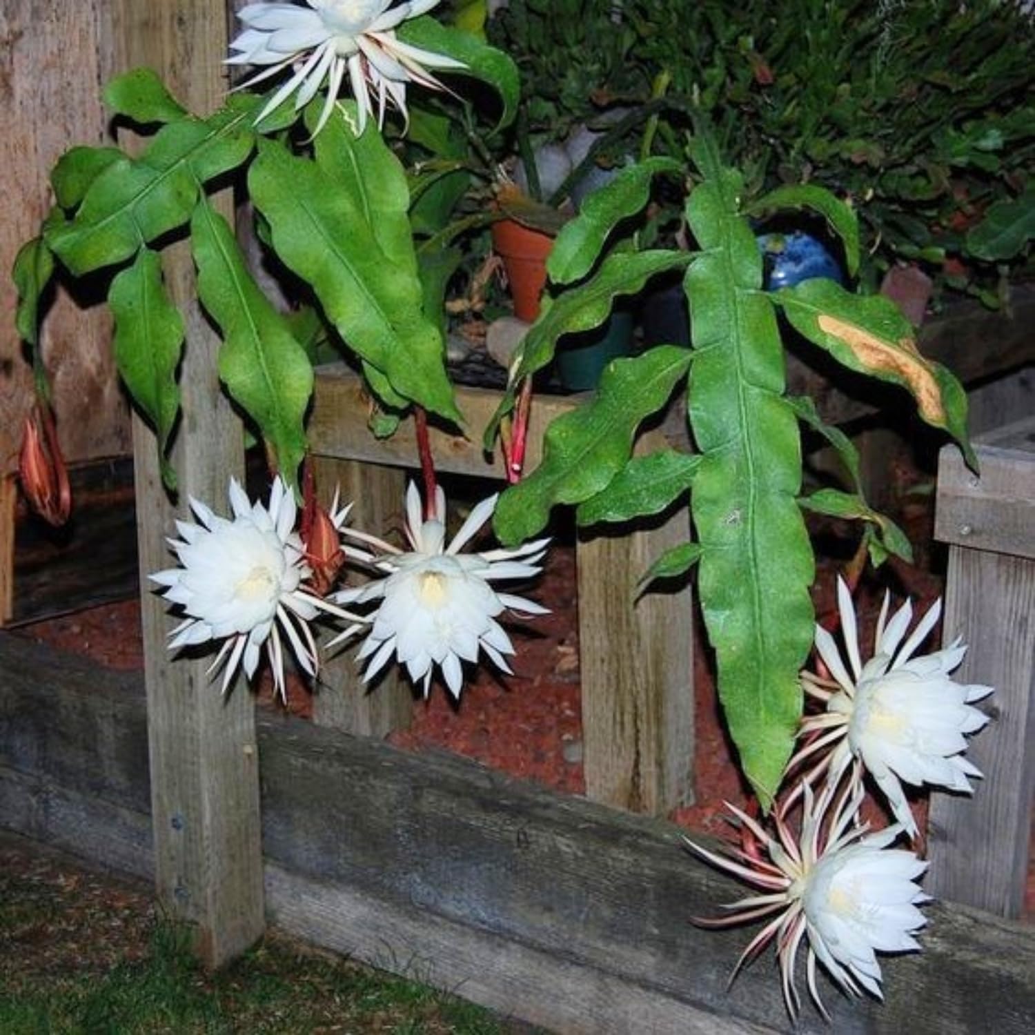 Night Blooming Epiphyllum Oxypetalum Plant Flower Plant Potted, Live Succulents Plant for Garden