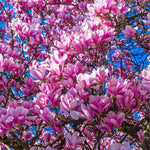 Jane Magnolia Tree, Dormant Magnolia Flowering Shrub Bush in 2.5'' Pot, Well Rooted Magnolia to Grow in Container, Garden