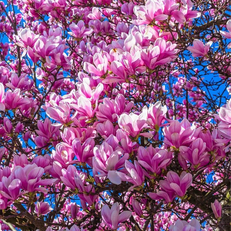 Jane Magnolia Tree, Dormant Magnolia Flowering Shrub Bush in 2.5'' Pot, Well Rooted Magnolia to Grow in Container, Garden