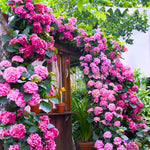 Hydrangea Bush Tree Plants Live, 5-9" Tall, No Pot, Dormant in Winter, Change Color Perennial Planting Indoor Outdoor, Long Lasting Blooms Flower (Pink to Blue)