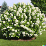 Hydrangea Bush Tree Plants Live, 5-9" Tall, No Pot, Dormant in Winter, Change Color Perennial Planting Indoor Outdoor, Long Lasting Blooms Flower (Light Green to Pink)