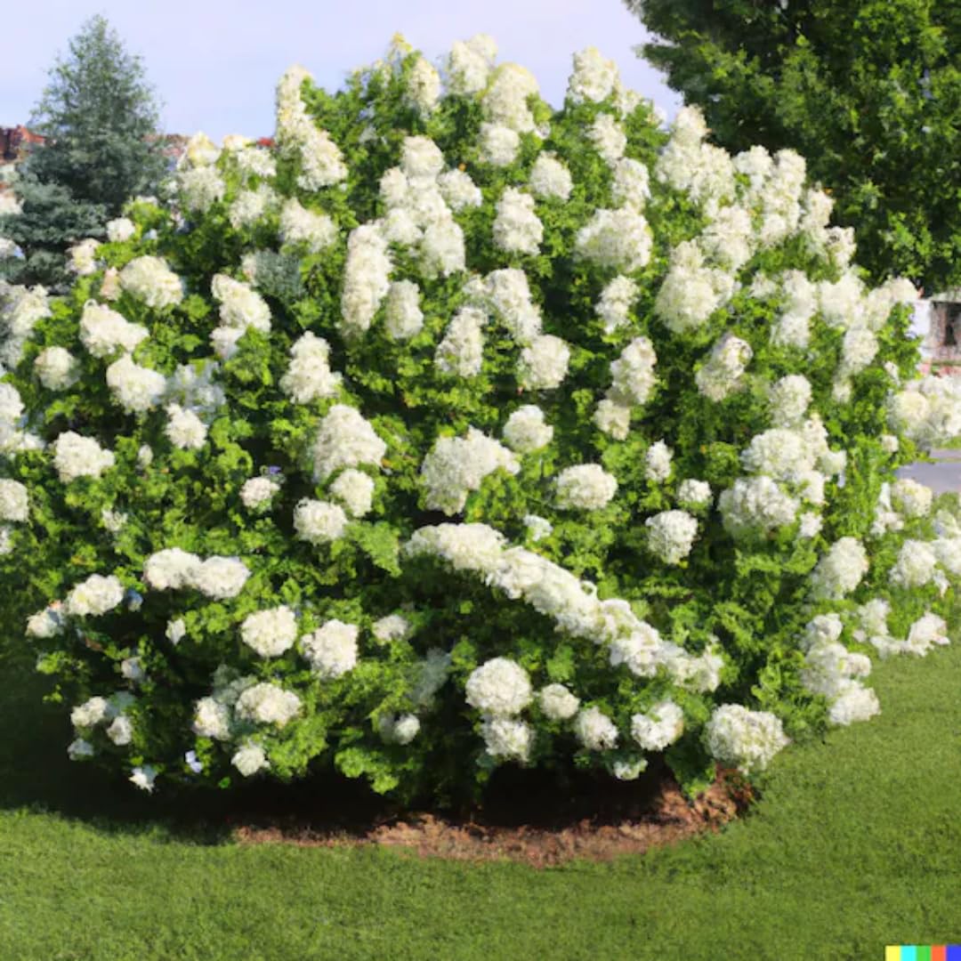 Hydrangea Bush Tree Plants Live, 5-9" Tall, No Pot, Dormant in Winter, Change Color Perennial Planting Indoor Outdoor, Long Lasting Blooms Flower (Light Green to Pink)