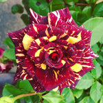 Rose Bush Live Plant for Gardening, Hardy Fragrant Rose Flower Plant, 5 to 10 Inch Tall, Ideal for Outdoor Planting (Rare Red Yellow Rose)