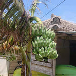 Namwah Banana Plants Live for Planting, Banana Trees Live Plants from 4 to 6 Inc Tall, 1 Plant