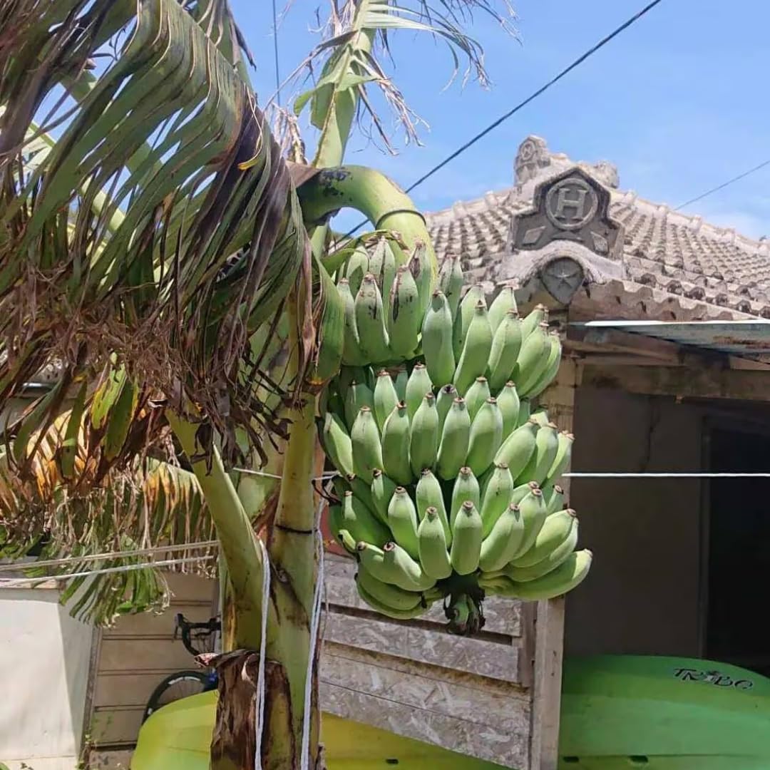 Namwah Banana Plants Live for Planting, Banana Trees Live Plants from 4 to 6 Inc Tall, 1 Plant