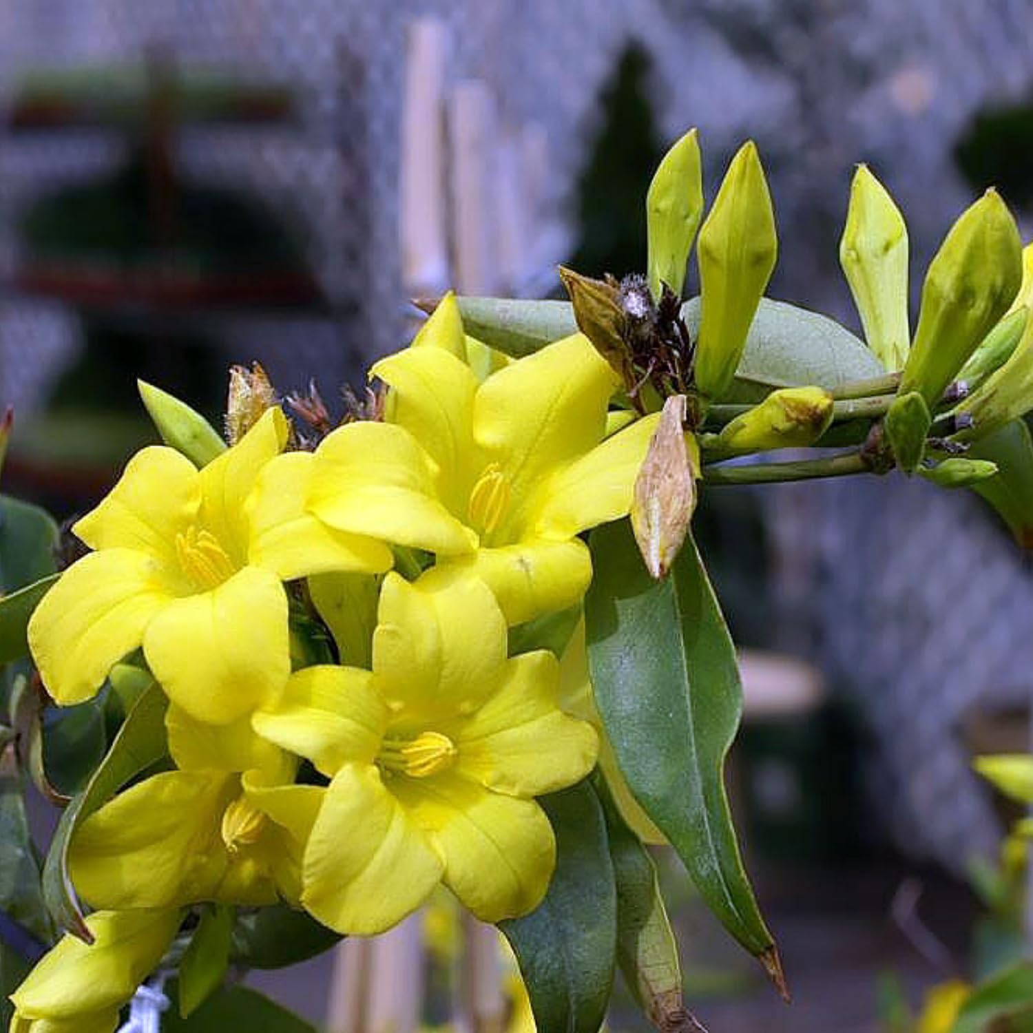 2 Yellow Jasmine Plants Live, 4 to 7 Inc Tall, Jasmine Live Plant Climbing Flower