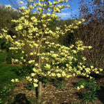 Magnolia Tree, Magnolia Flowering Shrub Bush in 2.5'' Pot, Well Rooted Magnolia to Grow in Container, Garden (Yellow Magnolia)