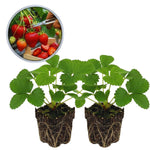 Set 2 Red Strawberry Plants Live, 3 to 5 Inc Tall, Hardy Strawberry Roots, Sweet Fruit Live Plants