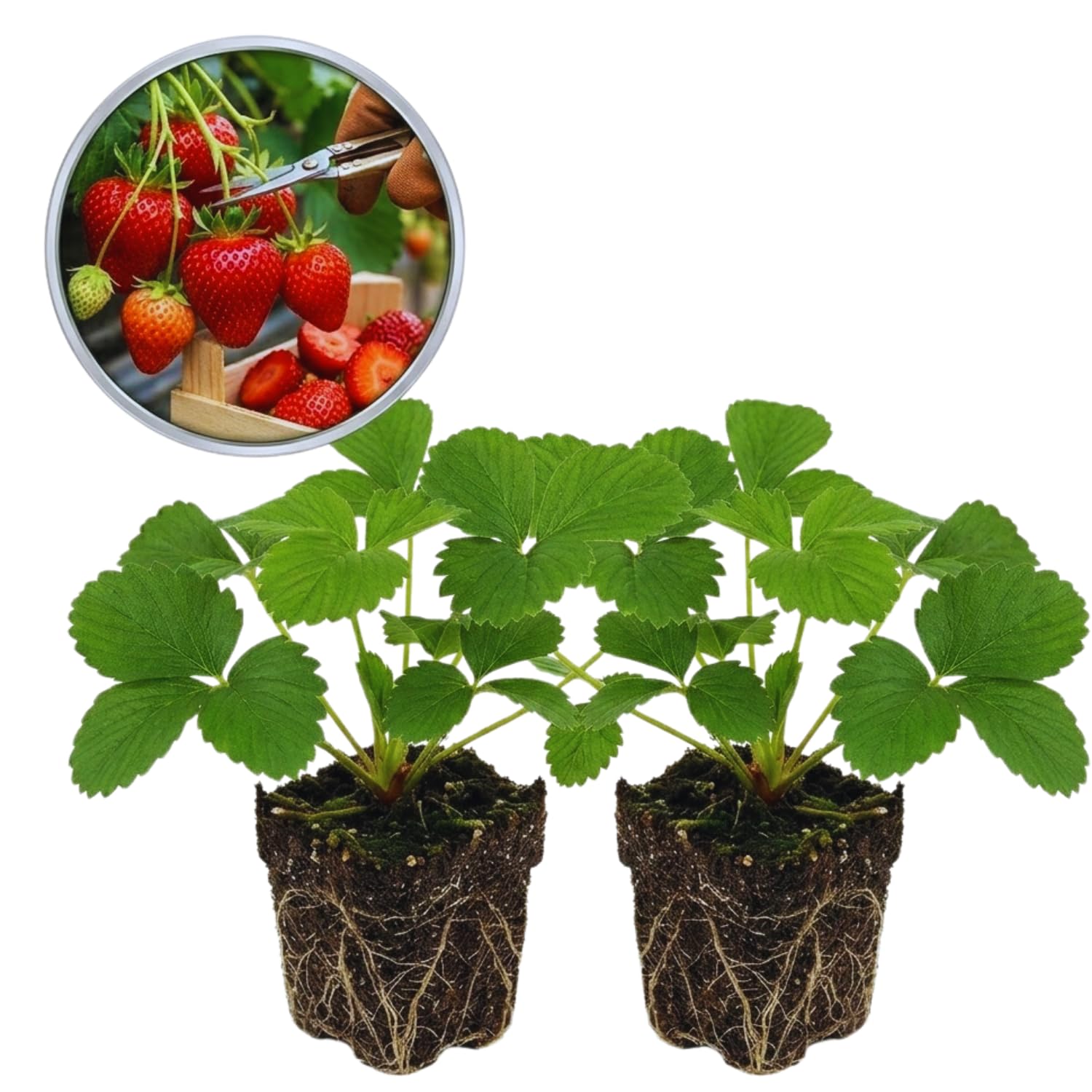 Set 2 Red Strawberry Plants Live, 3 to 5 Inc Tall, Hardy Strawberry Roots, Sweet Fruit Live Plants
