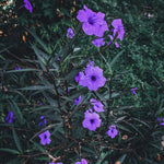Set 6 of Purple Mexican Petunia Live Plants, Petunia Flower Plants Live from 4 Inc Tall, Shrub Plant Growing Outdoor