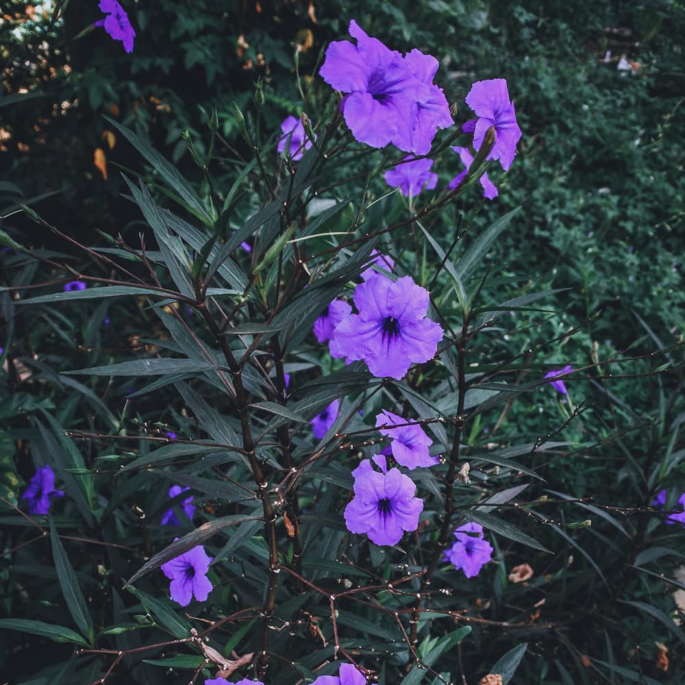 Set 6 of Purple Mexican Petunia Live Plants, Petunia Flower Plants Live from 4 Inc Tall, Shrub Plant Growing Outdoor
