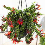 Aeschynanthus Twisted Lipstick Plant Live for Planting in 3 Inches Pot, Curly Lipstick Live Plant to Grow