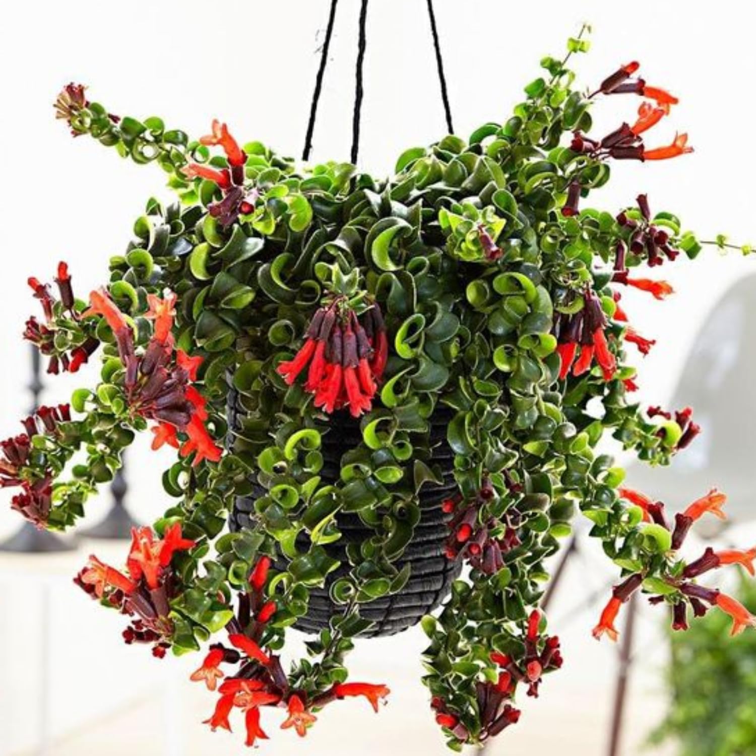 Aeschynanthus Twisted Lipstick Plant Live for Planting in 3 Inches Pot, Curly Lipstick Live Plant to Grow
