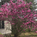 Ann Magnolia Tree in Gallon Pot, Live Flowering Magnolia Tree, Hardy Ornamental Shade Trees with Fragrant Blooms