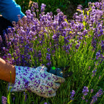 2 Lavender Plants Live, Lavandula Perennial Flower Plants Indoor Outdoor, Well Rooted Plugs 3 to 5 Inch Tall (Purple Lavender)