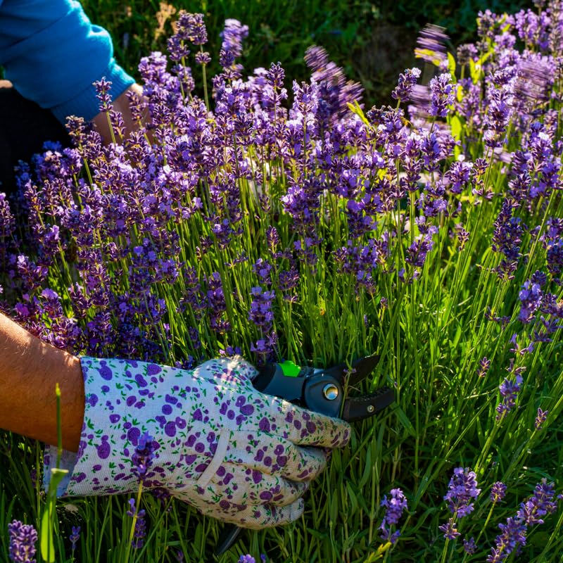 Pack 3 Lavender Plants Live, Lavandula Perennial Plants, 3-5" Height, Fragrant Perennial Flowers (Purple Lavender)