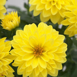 Yellow Dahlia Bulbs Plant, 2-3" Tall, Dahlia Flower Bulbs for Outdoor Garden, Flowering Tuber Cluster for Planting, Not Live Plant