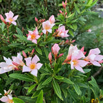 Live Oleander Plant from 5 Inc, Salmon Oleander Flower Plant Live, Well Rooted