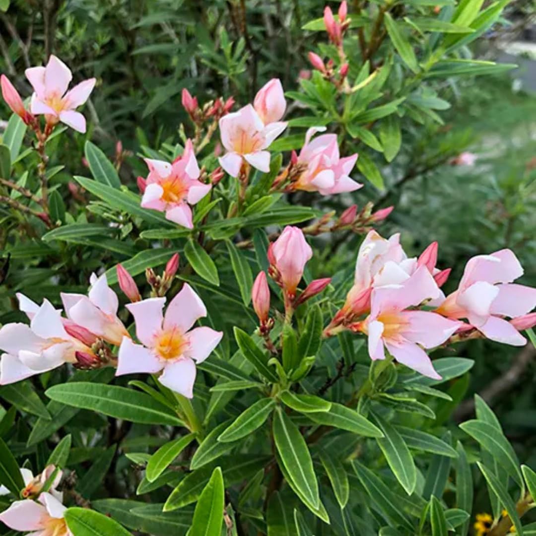 Live Oleander Plant from 5 Inc, Salmon Oleander Flower Plant Live, Well Rooted