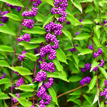 2 American Beautyberry Trees Live Plants, Beautyberry Bush Shrub Plant, 5 to 7 Inc Tall