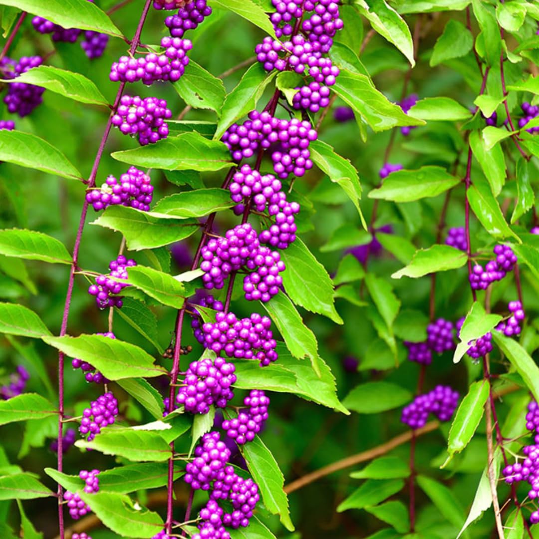 3 Purple Beautyberry Bush Shrub Plants Live, 4 to 7 Inc Tall, American Beautyberry Trees Live Plants for Growing Outdoor or Indoor