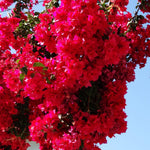 2 Bougainvillea Plants Live, Bougainvillea Live Plant, 4 to 6 Inc Tall, Flower Vine Plant Garden (Double Red)