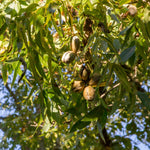 Set 2 of Pecan Nut Trees Live Plants, 1 to 2 Feet Tall, Pecan Tree Live Plants, Bare Roots, Hardy Shrub Plants for Gardening Outdoor