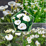 Pack 3 White Calla Lily Bulbs - Calla Lily Flowering Bulbs for Garden and Containers, Easy to Grow Summer Blooms