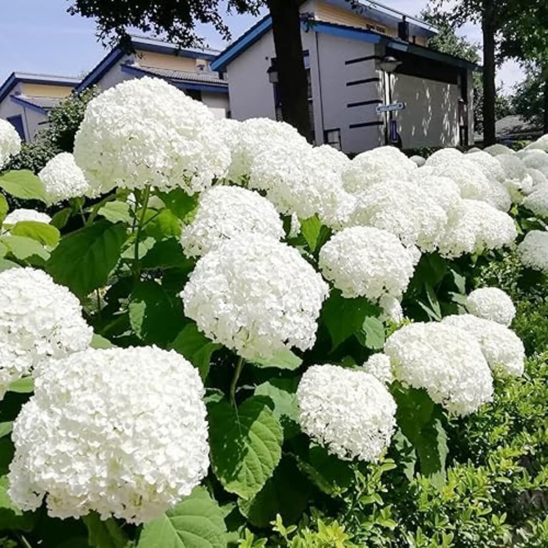 Hydrangea Plant Live, Blooming Garden Bush Hardy Hydrangea Shrub, Vibrant Flowering Plant Indoor Outdoor Well-Rooted 5-9 Inc Tall, Stater Plant (Rare Lacecap Flower White to Blue Pink)