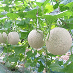 Sweet Melon Live Plant, 2 Plant Per Pot, 3–5 Inches Tall, Outdoor Melon Fruit Garden Starter Plant