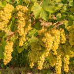 Golden Grape Plant Rooted for Planting, Grape Vine Plant, Sweet Fruit Garden Outdoor, 6 to 9'' Tall