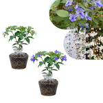 2 Clerodendrum Live Plants 4-7 Inches, Trailing Light Bulb Flowering Shrub, Indoor or Outdoor Ornamental (Assorted)
