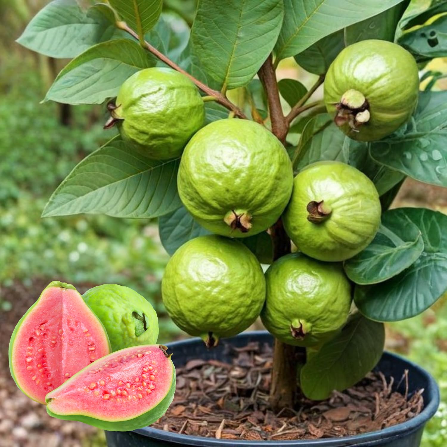 Pink Guava Tree Live Plant, 6-10 Inches Guava Fruit Tree Well Rooted, Tropical Fruit Trees for Containers and Garden Growing