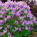 Lilac Plants Live Ready to Plant, 2 to 2.5 Feet Lilac Shrub, Purple Lilac Tree Live Plant, Purple Lilac Tree